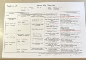 Pedigree — page 1