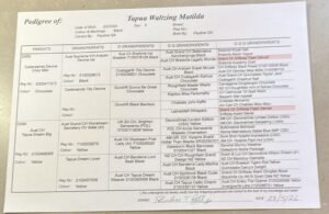 Pedigree — page 1